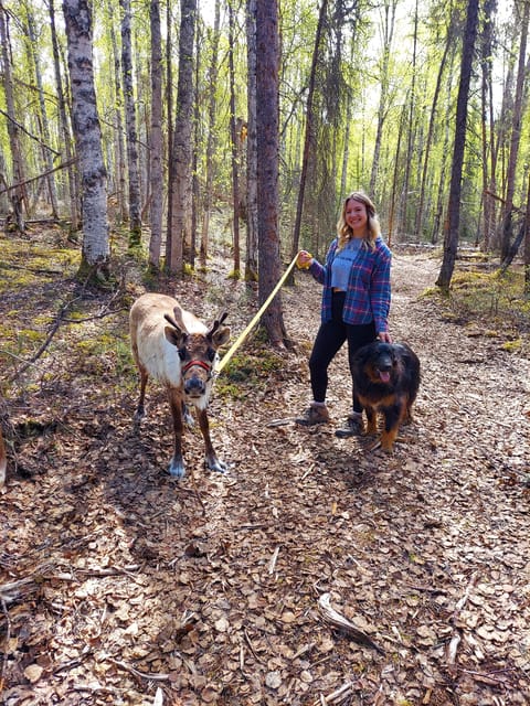 Book your Talkeetna: A Walk in the Woods...with Reindeer! experience today. Discover upcoming events, exciting activities, tours, places to eat, places to stay, and fun things to do in Talkeetna, Alaska with PartyFixx.co.