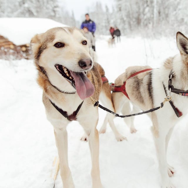 Book your Talkeetna: Alaskan Winter Dog Sledding Experience experience today. Discover upcoming events, exciting activities, tours, places to eat, places to stay, and fun things to do in Talkeetna, Alaska with PartyFixx.co.