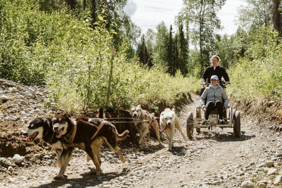 Book your Talkeetna: Mushing Experience with Iditarod Champion Dogs experience today. Discover upcoming events, exciting activities, tours, places to eat, places to stay, and fun things to do in Talkeetna, Alaska with PartyFixx.co.