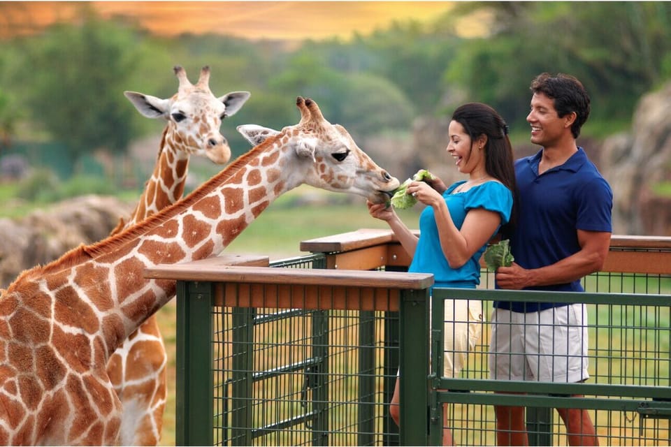 Book your Tampa Bay: Serengeti Safari Tour experience today. Discover upcoming events, exciting activities, tours, places to eat, places to stay, and fun things to do in Tampa, Florida with PartyFixx.co.