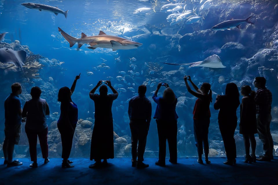 Book your The Florida Aquarium Ticket experience today. Discover upcoming events, exciting activities, tours, places to eat, places to stay, and fun things to do in Tampa, Florida with PartyFixx.co.