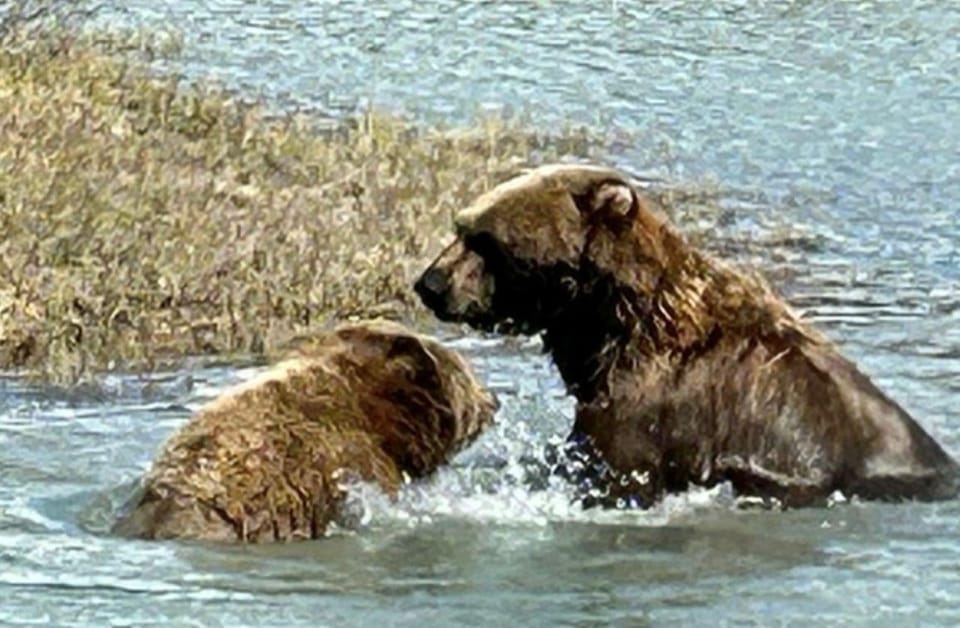 Book your Wildlife Conservation Center, Portage Valley Glaciers experience today. Discover upcoming events, exciting activities, tours, places to eat, places to stay, and fun things to do in Anchorage, Alaska with PartyFixx.co.