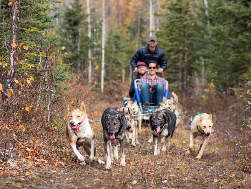 Book your Willow: Summer Dog Sledding Ride in Alaska experience today. Discover upcoming events, exciting activities, tours, places to eat, places to stay, and fun things to do in Denali State Park, Alaska with PartyFixx.co.