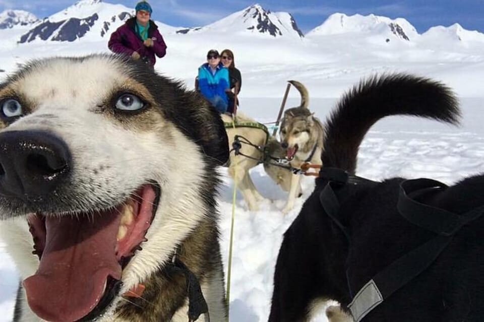 Book your Willow: Winter Dog Sledding Adventure experience today. Discover upcoming events, exciting activities, tours, places to eat, places to stay, and fun things to do in Alaska, Alaska with PartyFixx.co.